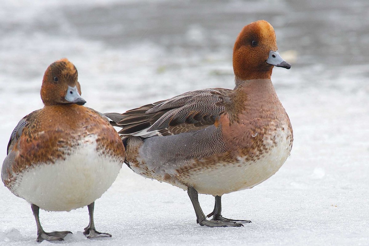 Речные утки свиязь