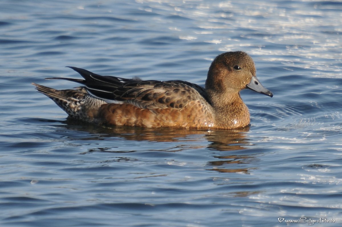 Голос свиязи птицы