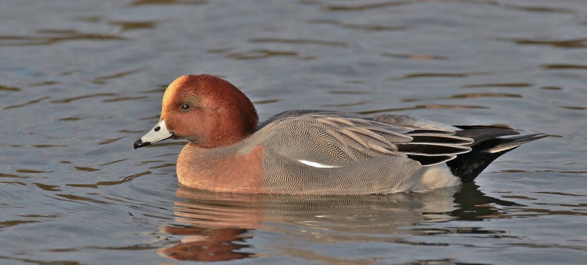 Селезень свиязь осень