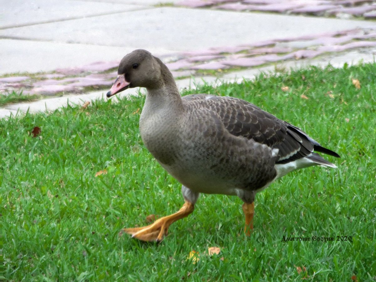 Свиязь Северная