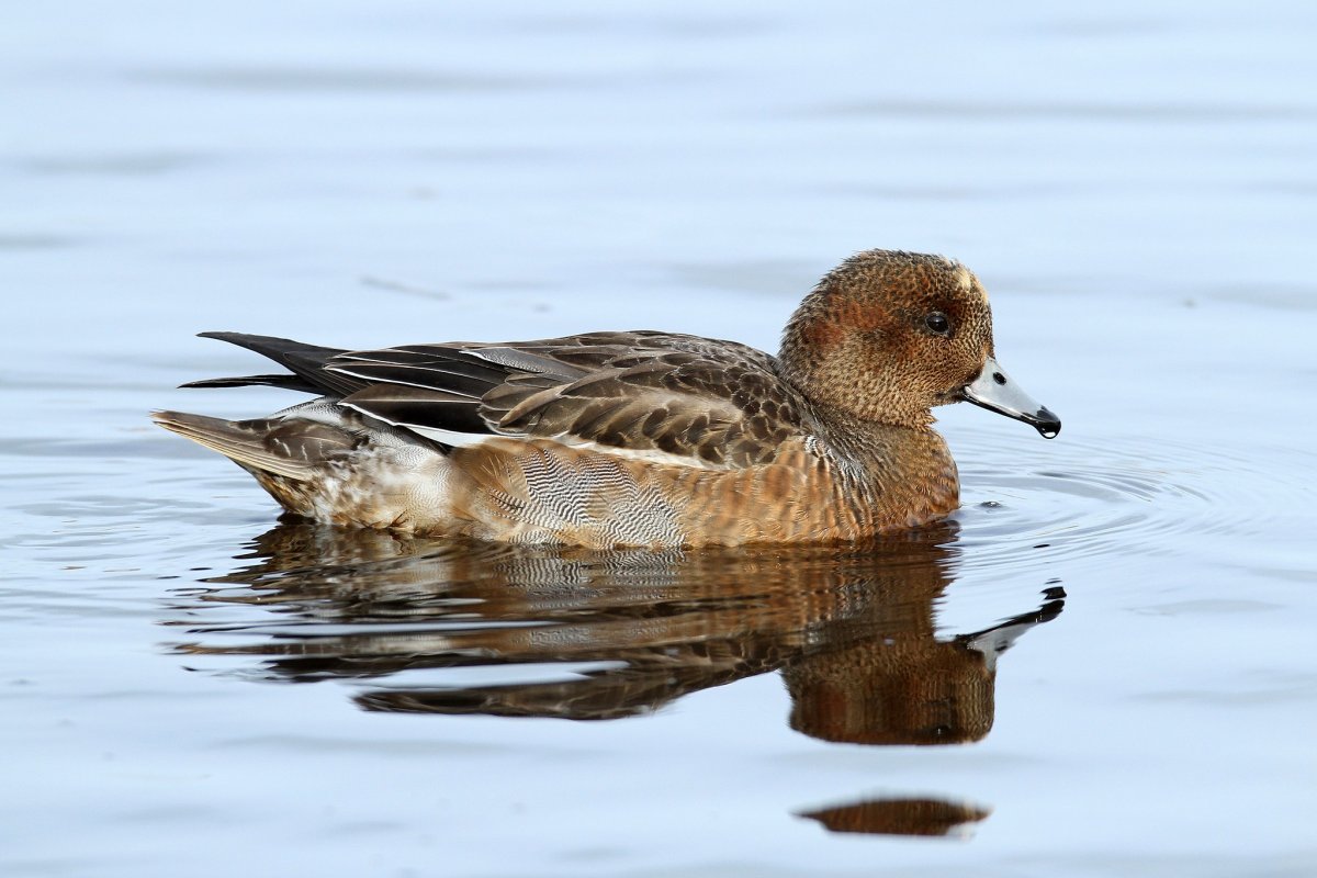 Чилийская свиязь
