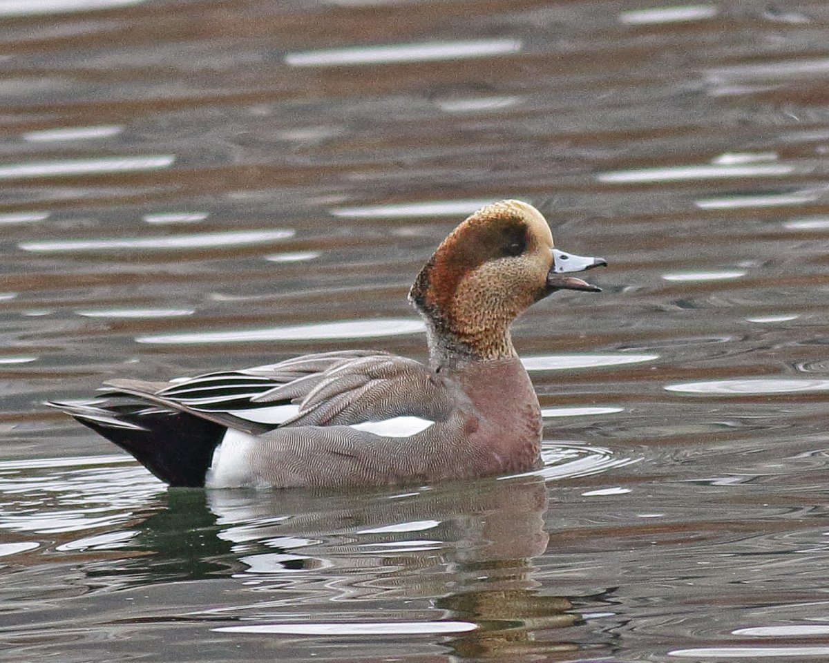 Шилохвость и свиязь