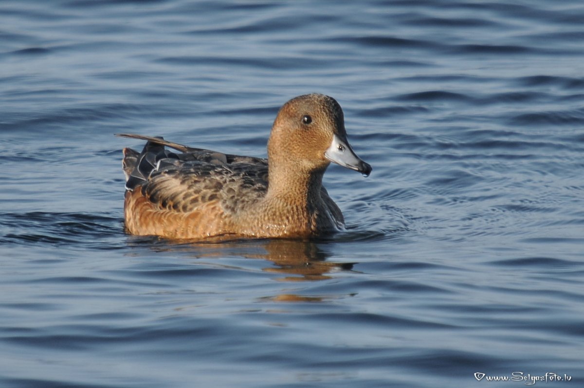 Свиязь Алтай
