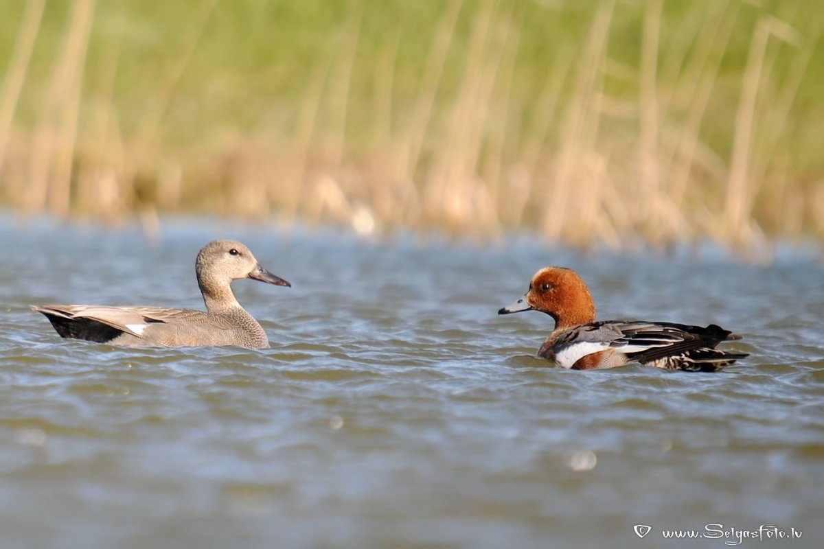 Свиязь утка