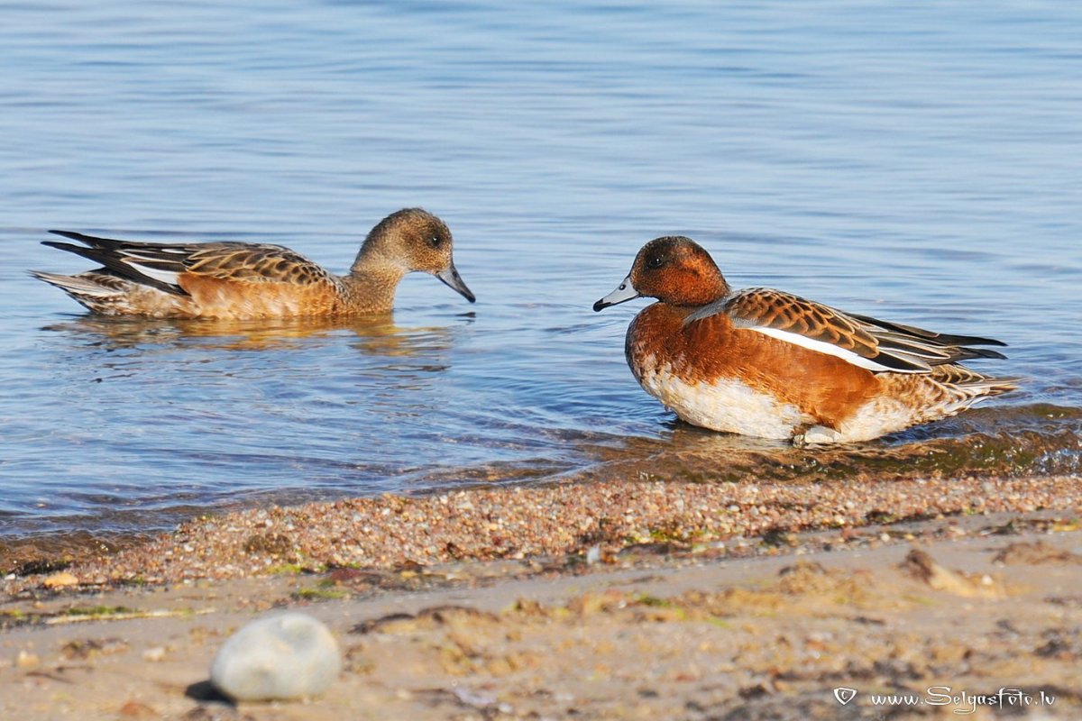 Чирок-свистунок и кряква