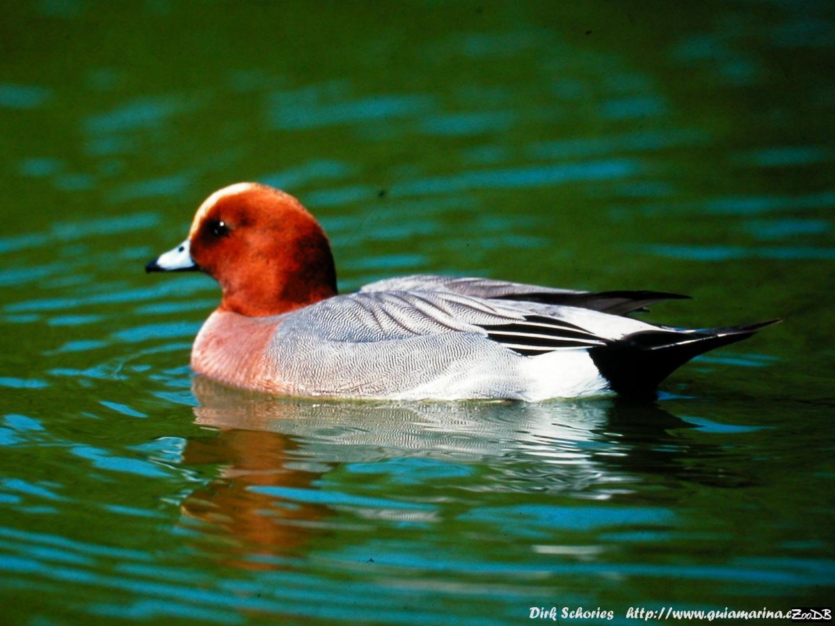 Белолобый Гусь Anser albifrons