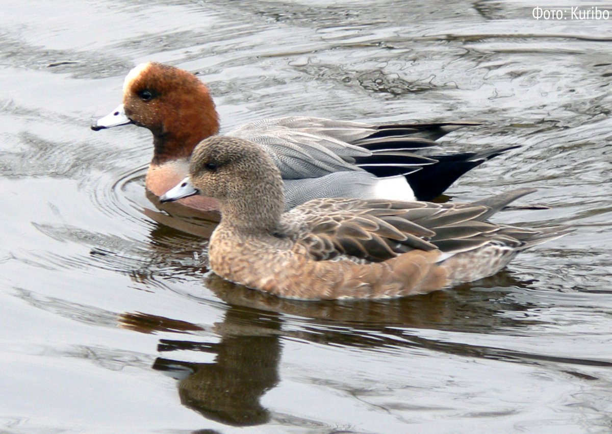 Утка с белой полосой