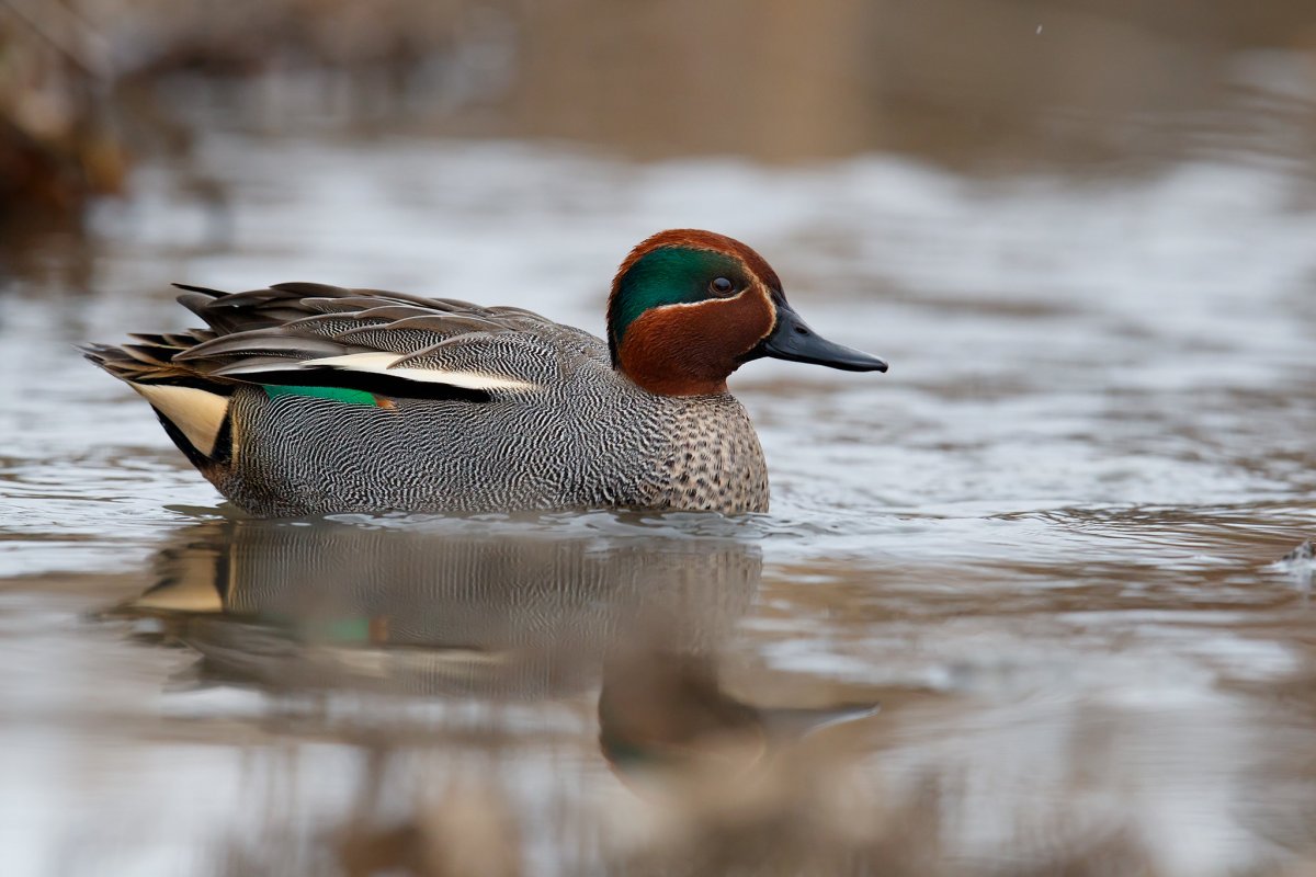 Утки чирок свистунок