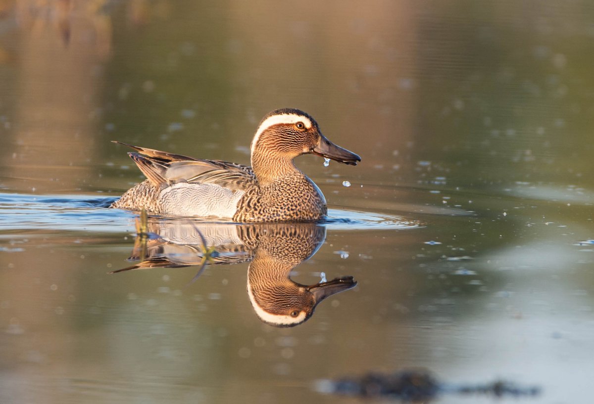 Птица чирок свистунок