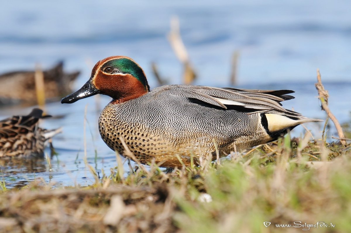 Окрас утенка чирок свистунок