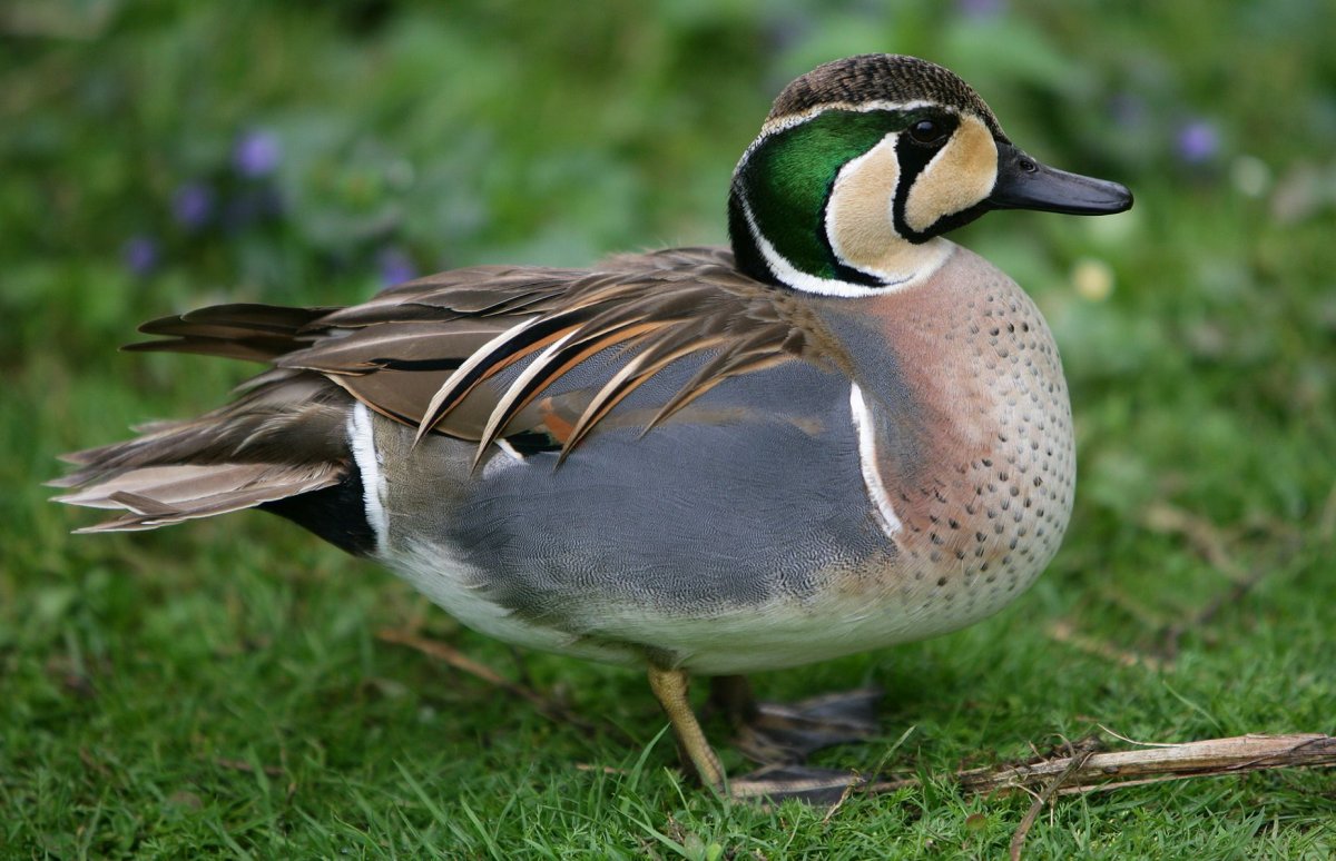 Чирок свистунок самка