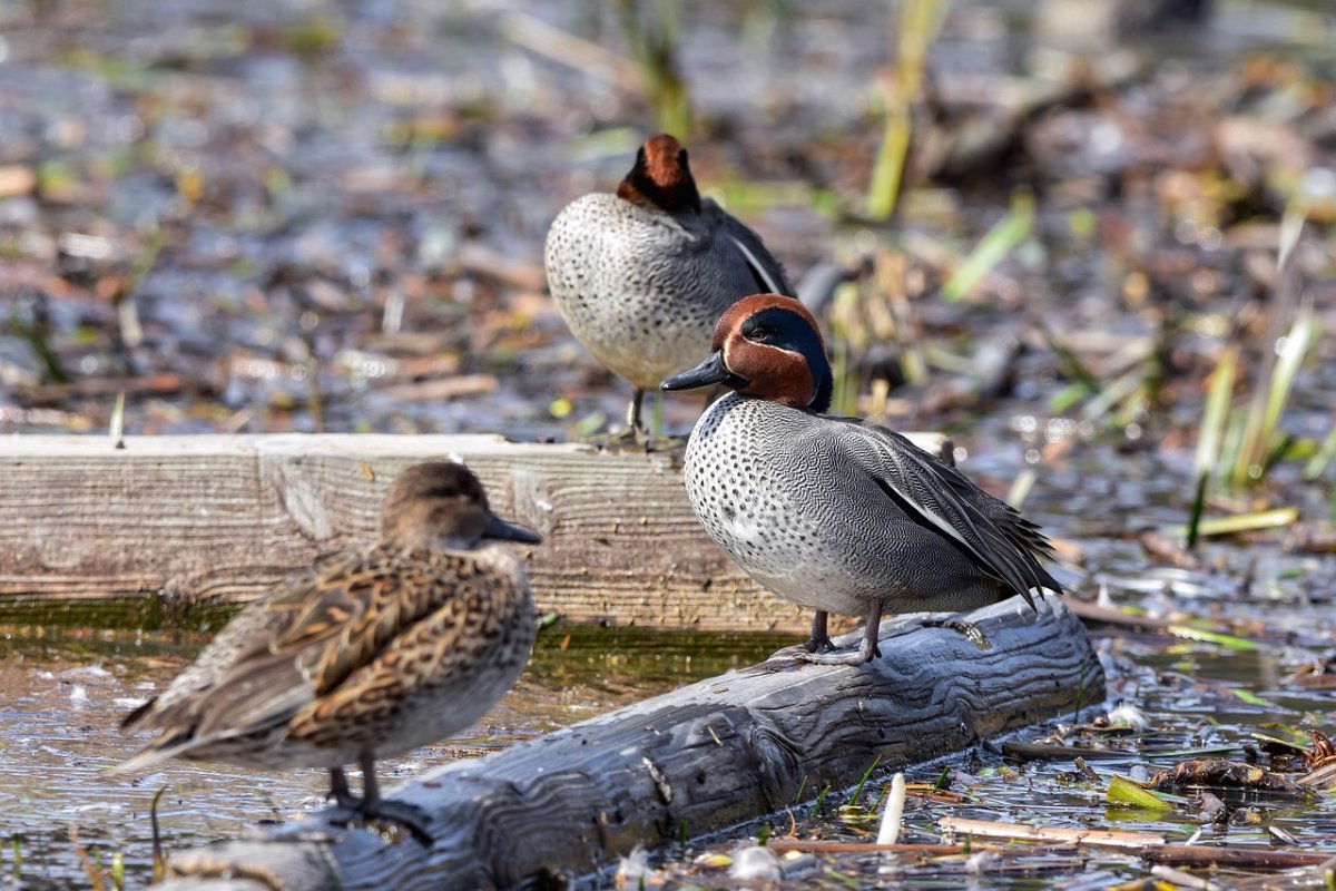 Маленькая Дикая уточка