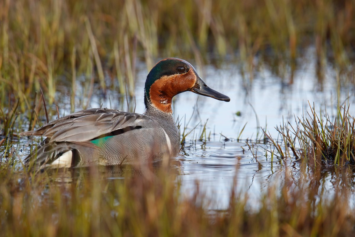 Косатый селезень