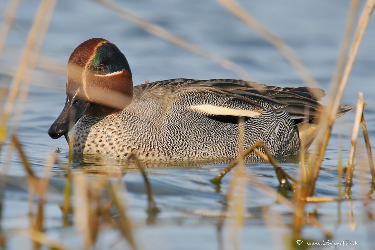Чирок трескунок яйца