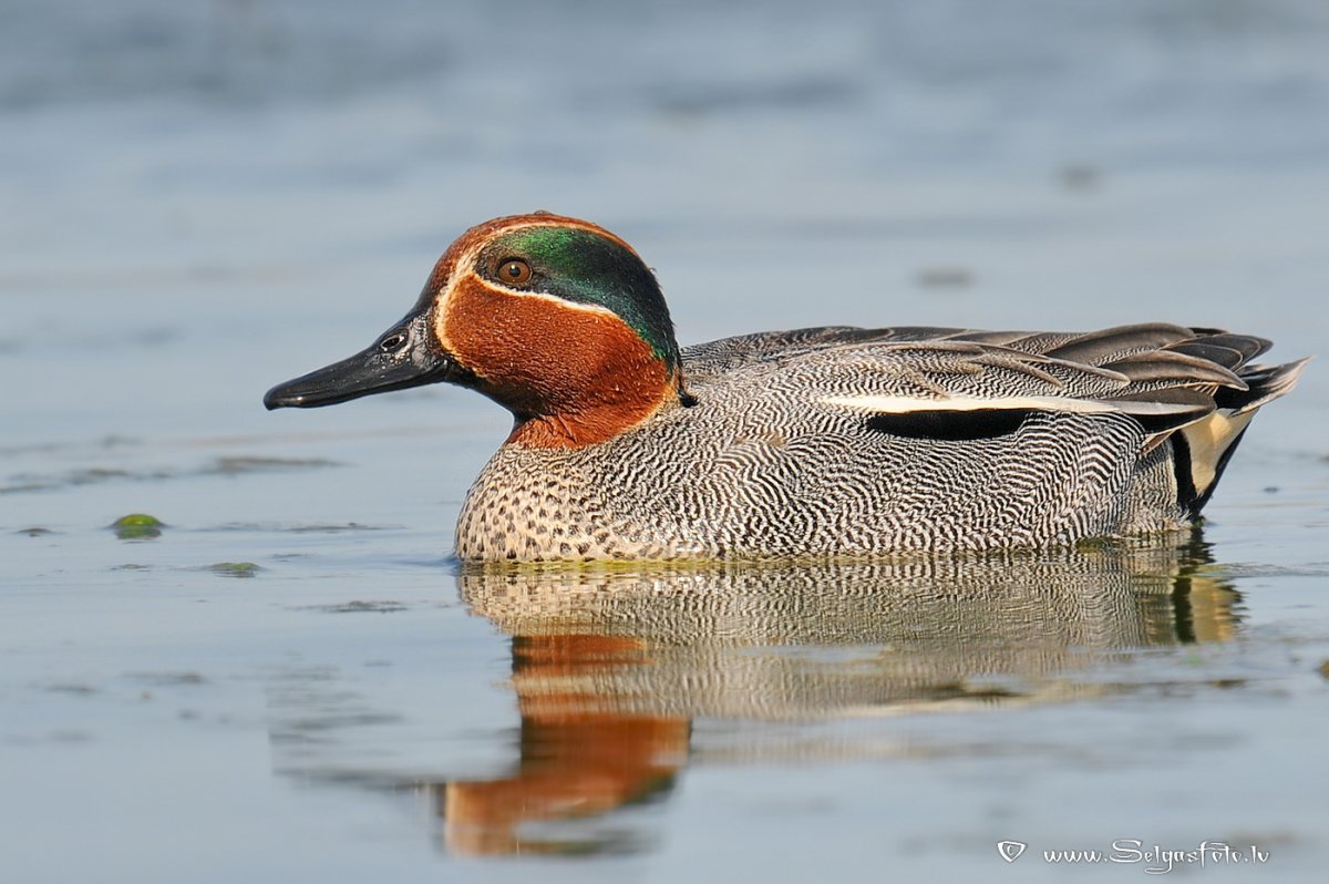 Чирок Широконоска