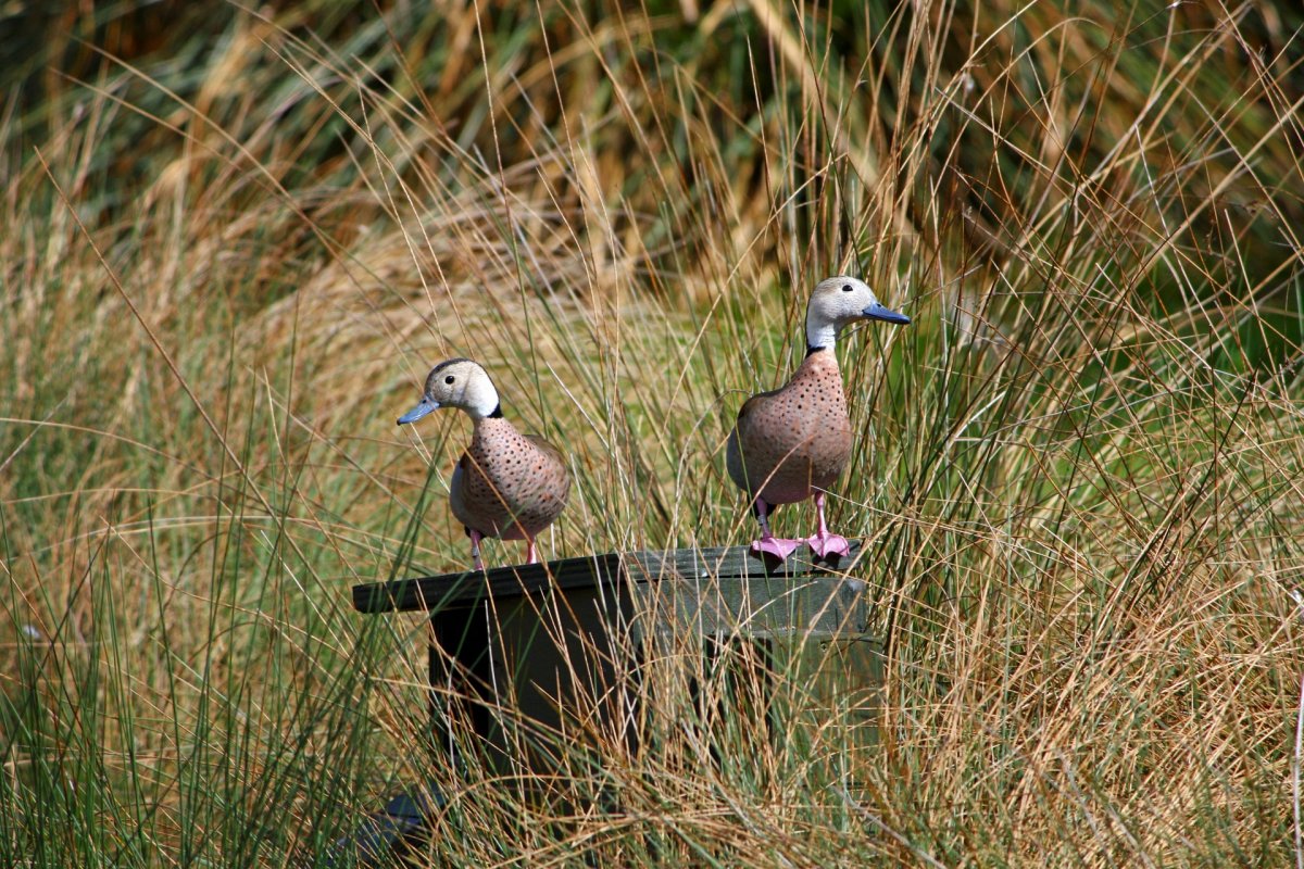 Утки чирок свистунок