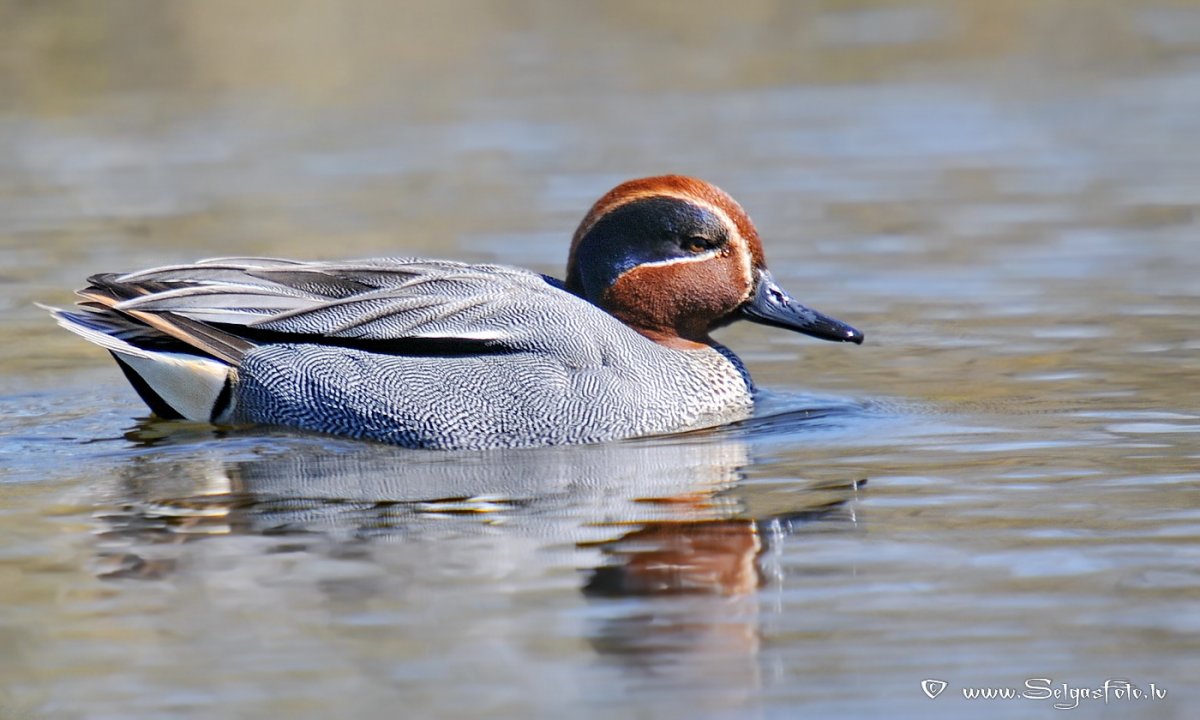Чирок-свистунок с утятами