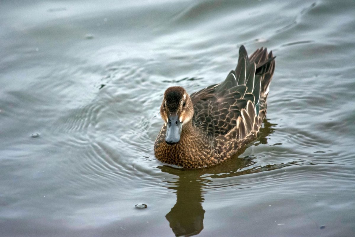 Чирок хлопковый птица