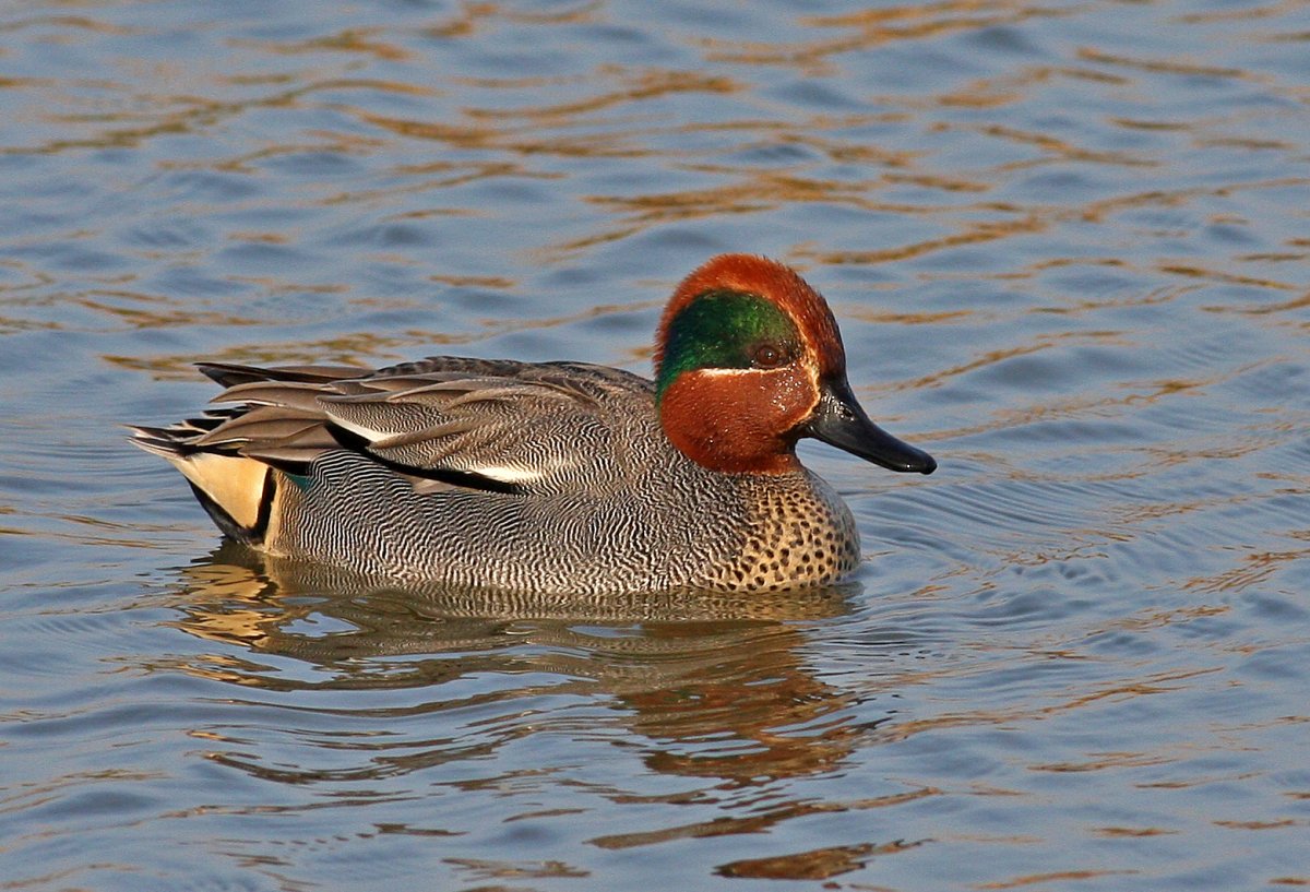 Чирок птичка