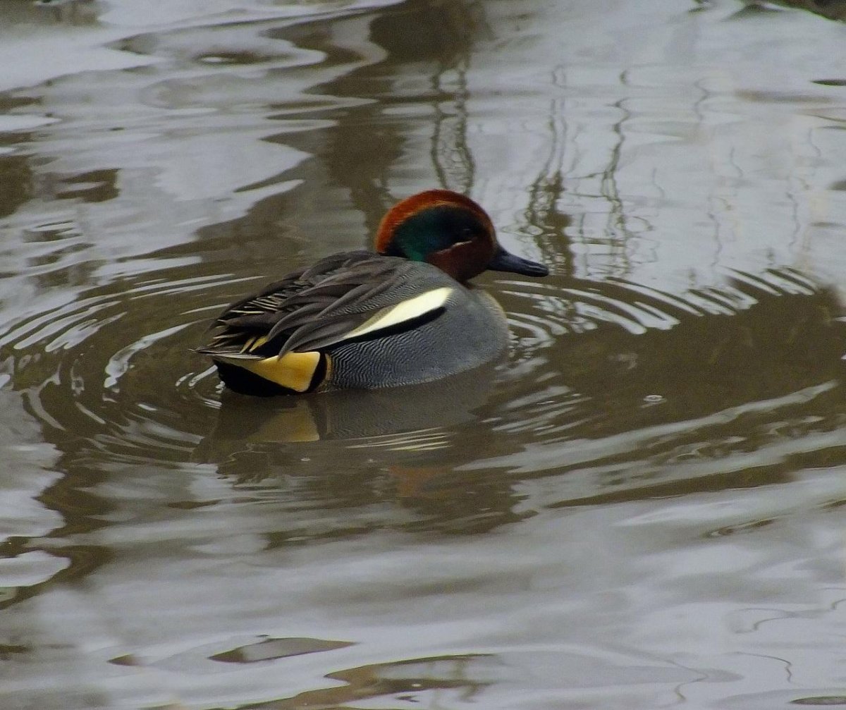 Утка Каролинка Мандаринка