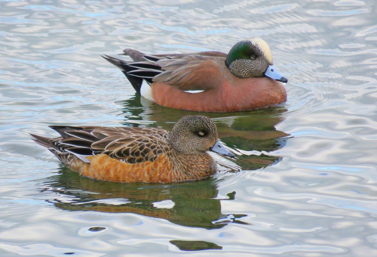 Утка чирок трескунок