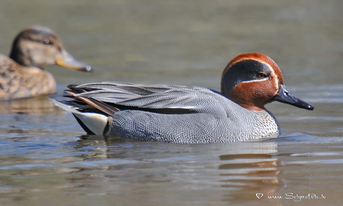 Уточка чирок зимой фото
