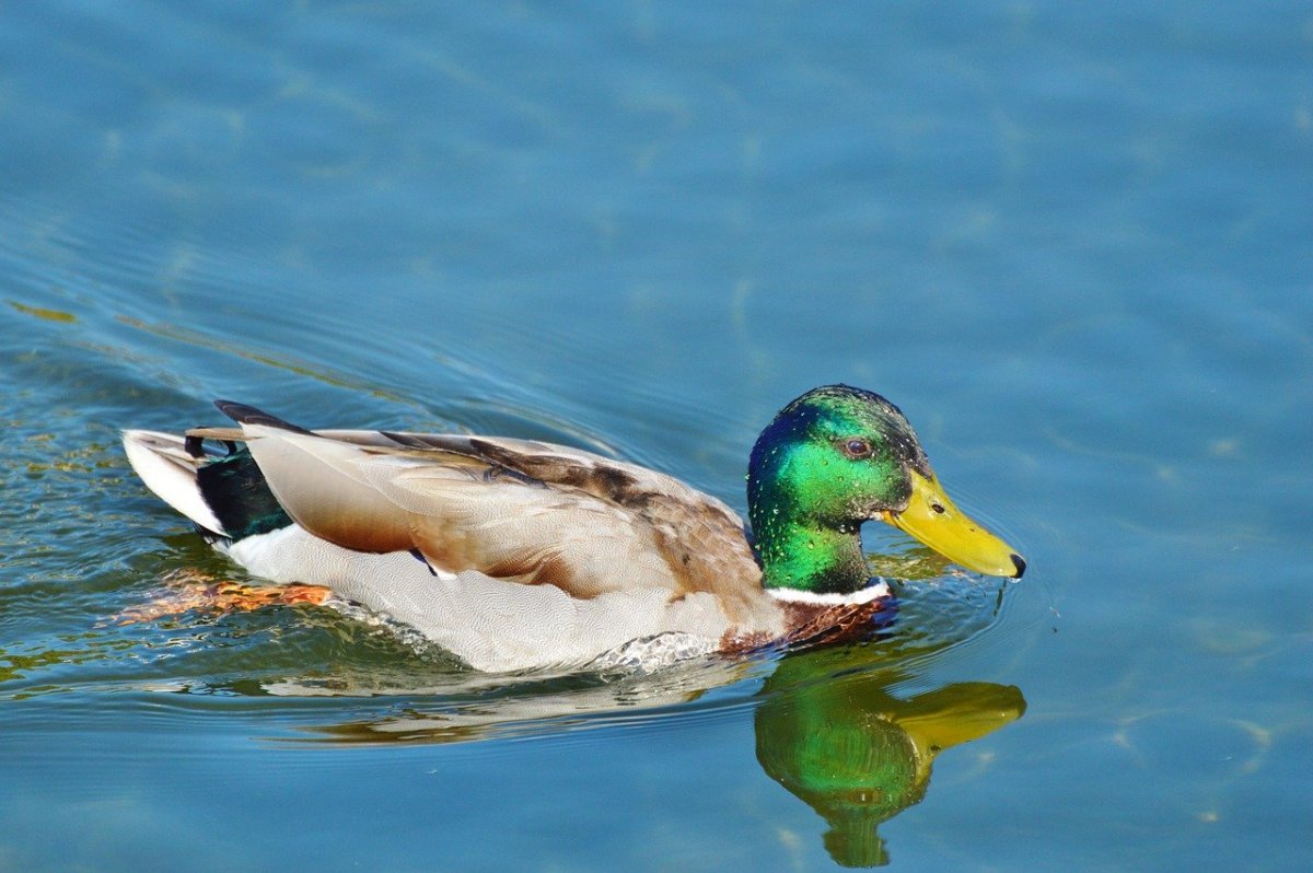 Утки чирок свистунок