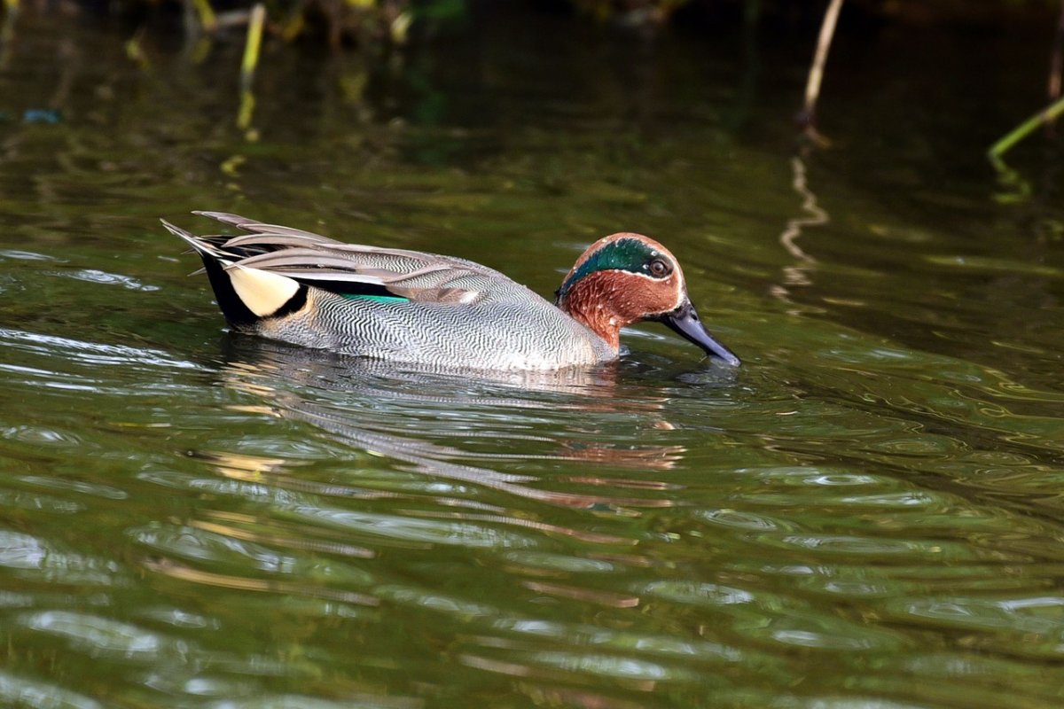 Пришвин чирок свистунок