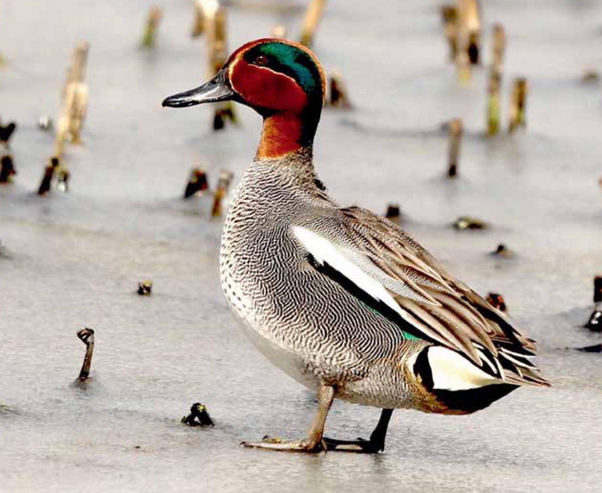 Селезень с зеленой головой