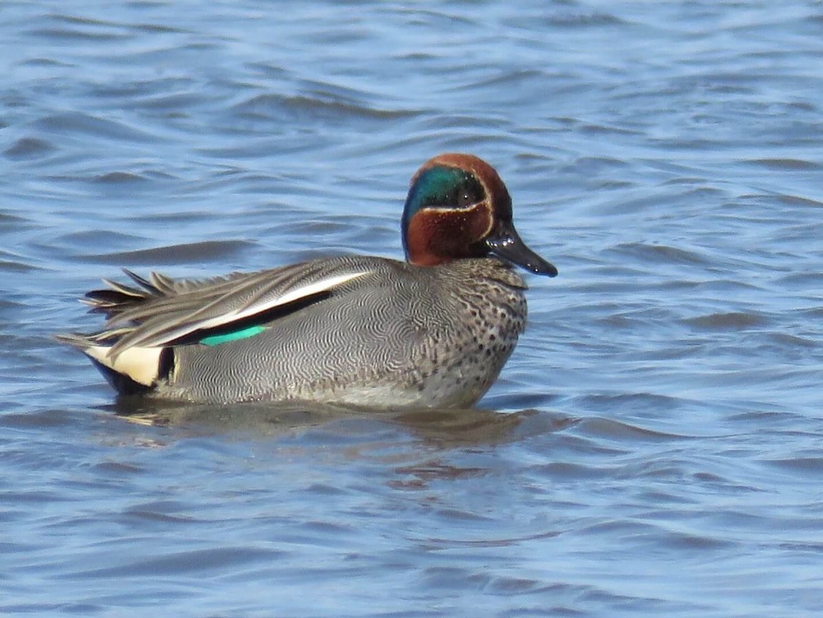 Лайсанский чирок