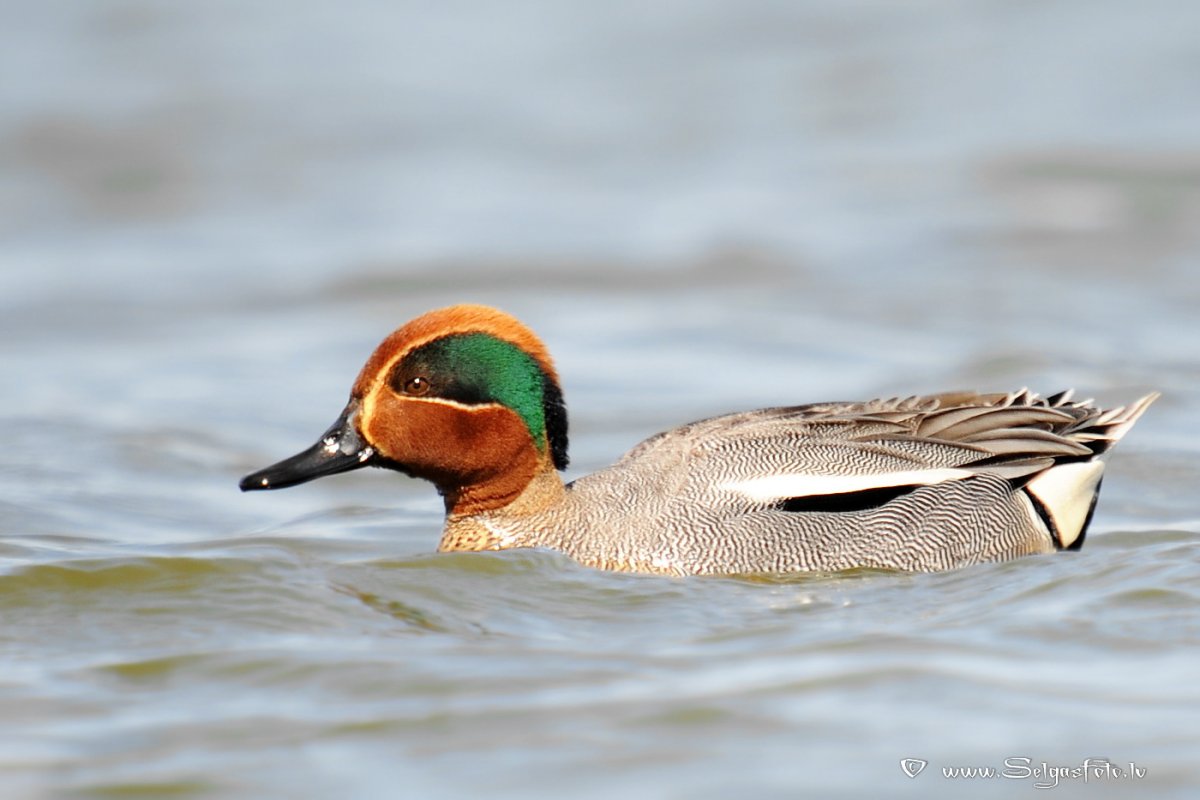 Чирок 2003 года