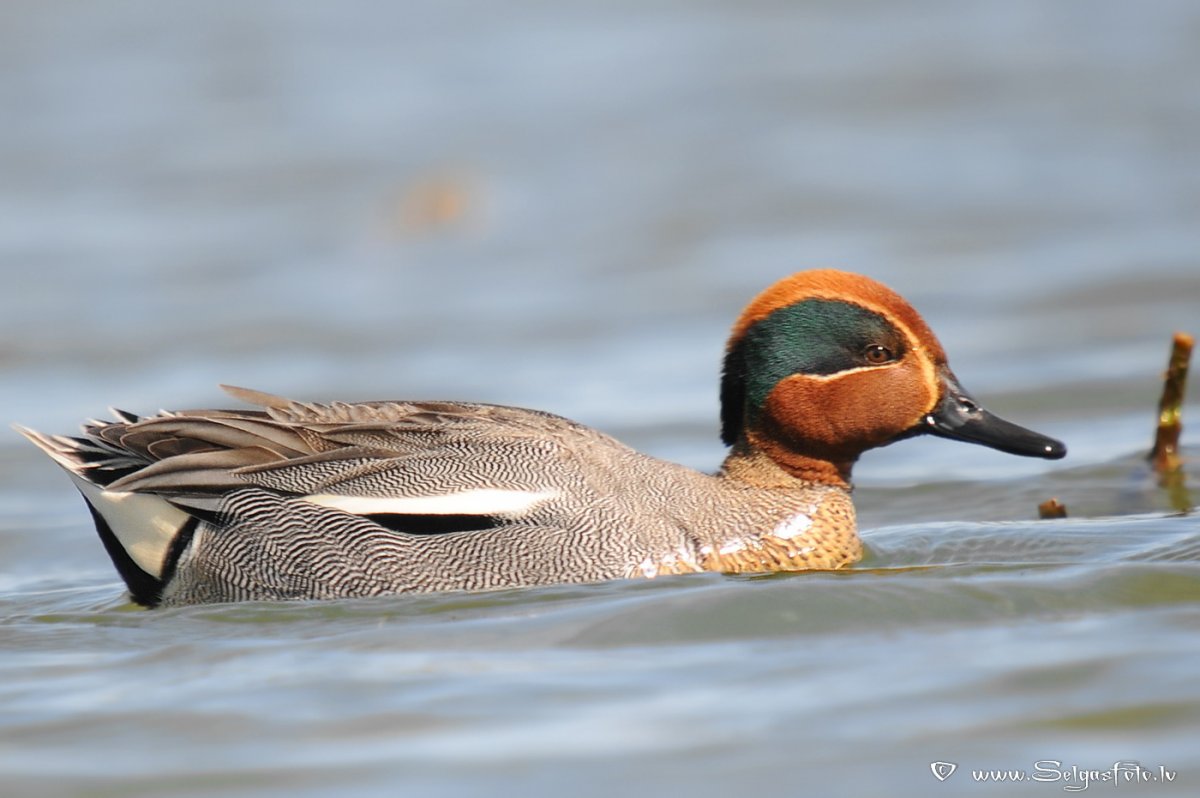 Чирок свистунок осенью
