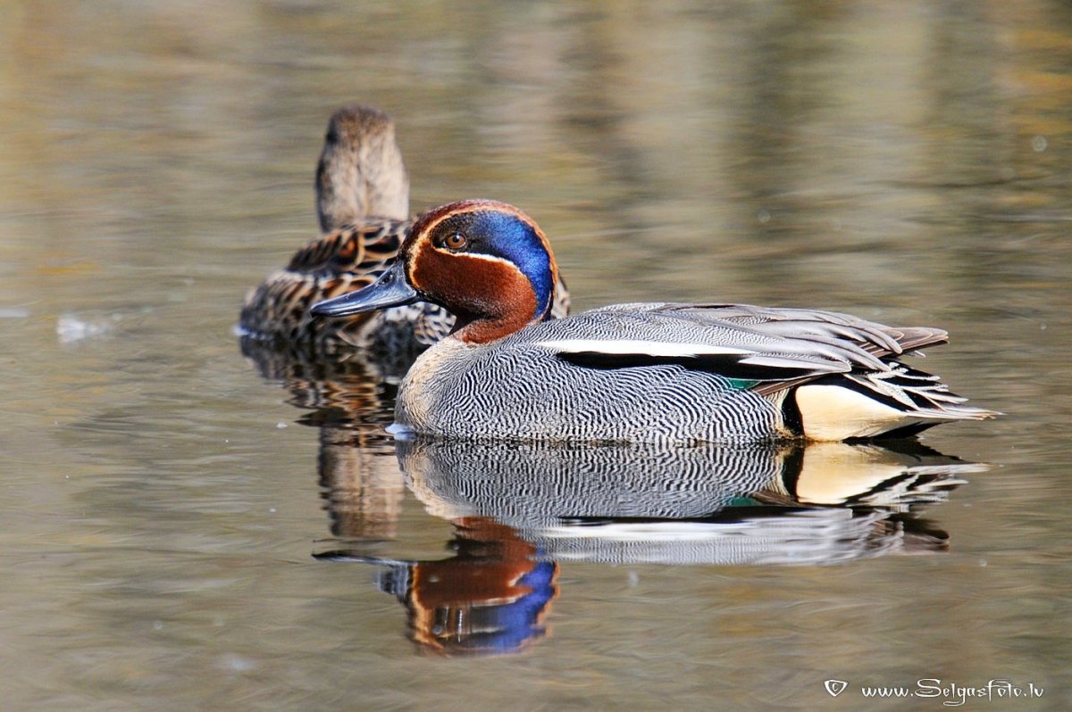 КЛОКТУН (Anas Formosa)