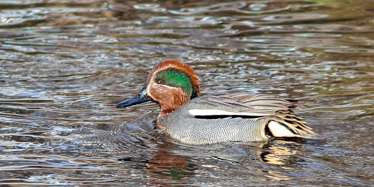 Дикая утка чирок