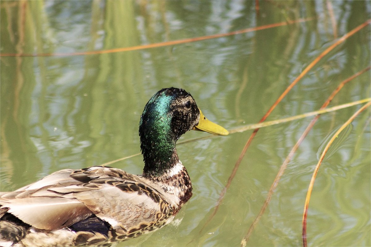 Чирок-КЛОКТУН самка