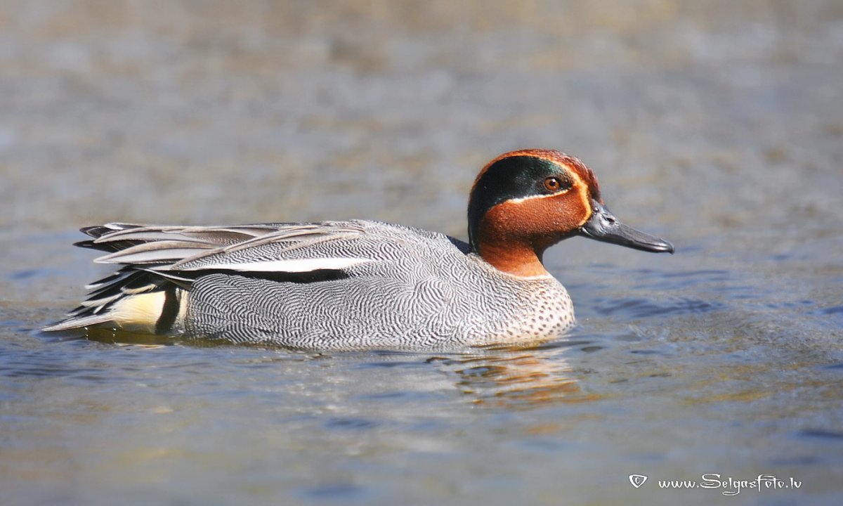 Утка чирок свистунок