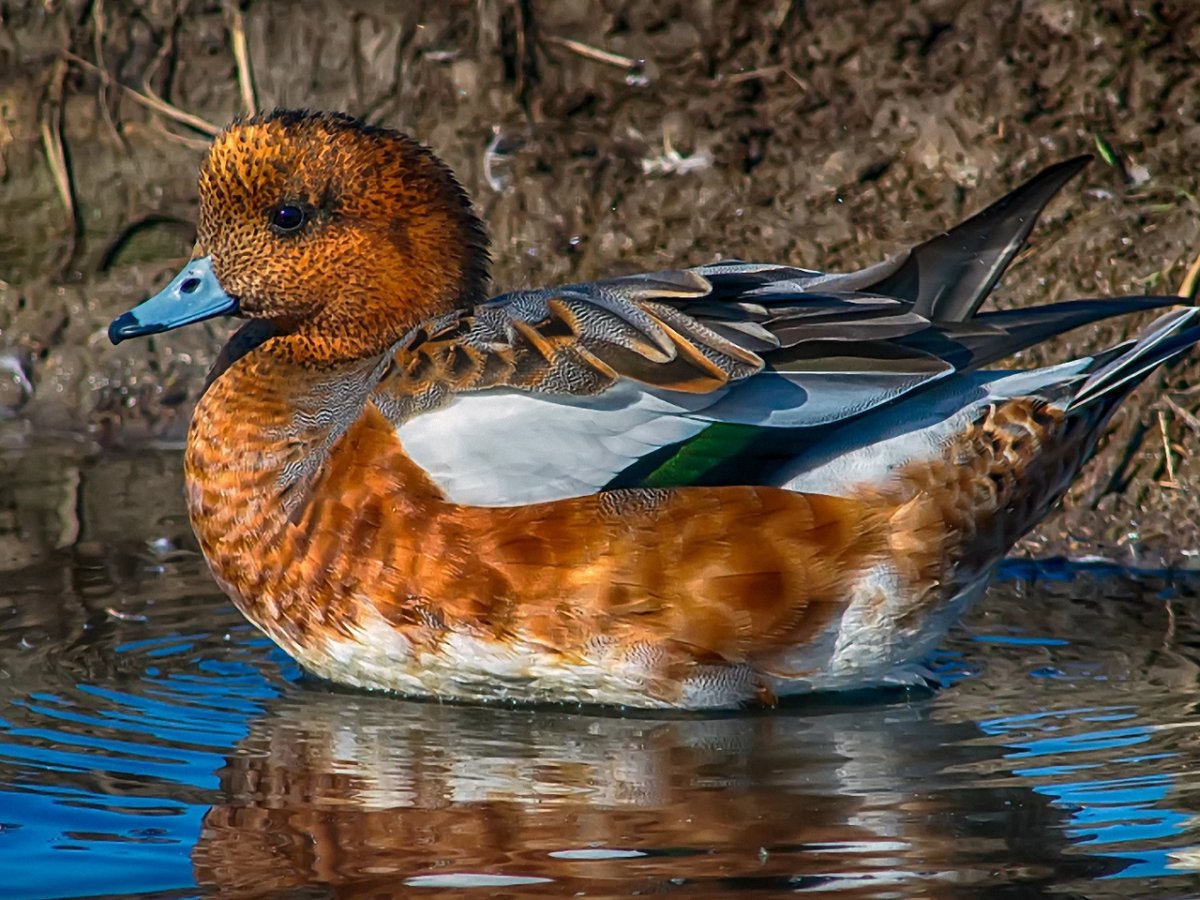 Пятнистый чирок