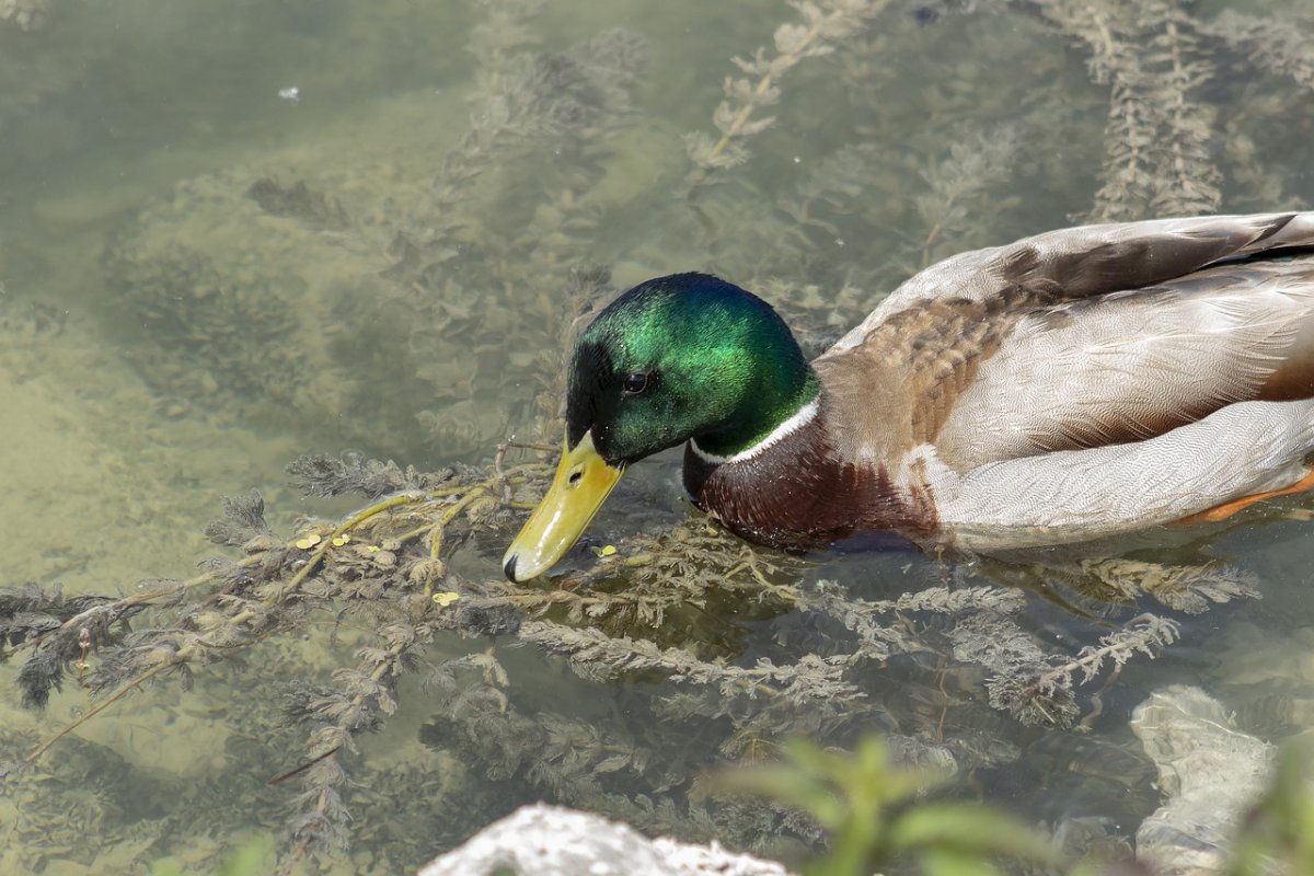 Водоплавающая птица чирок