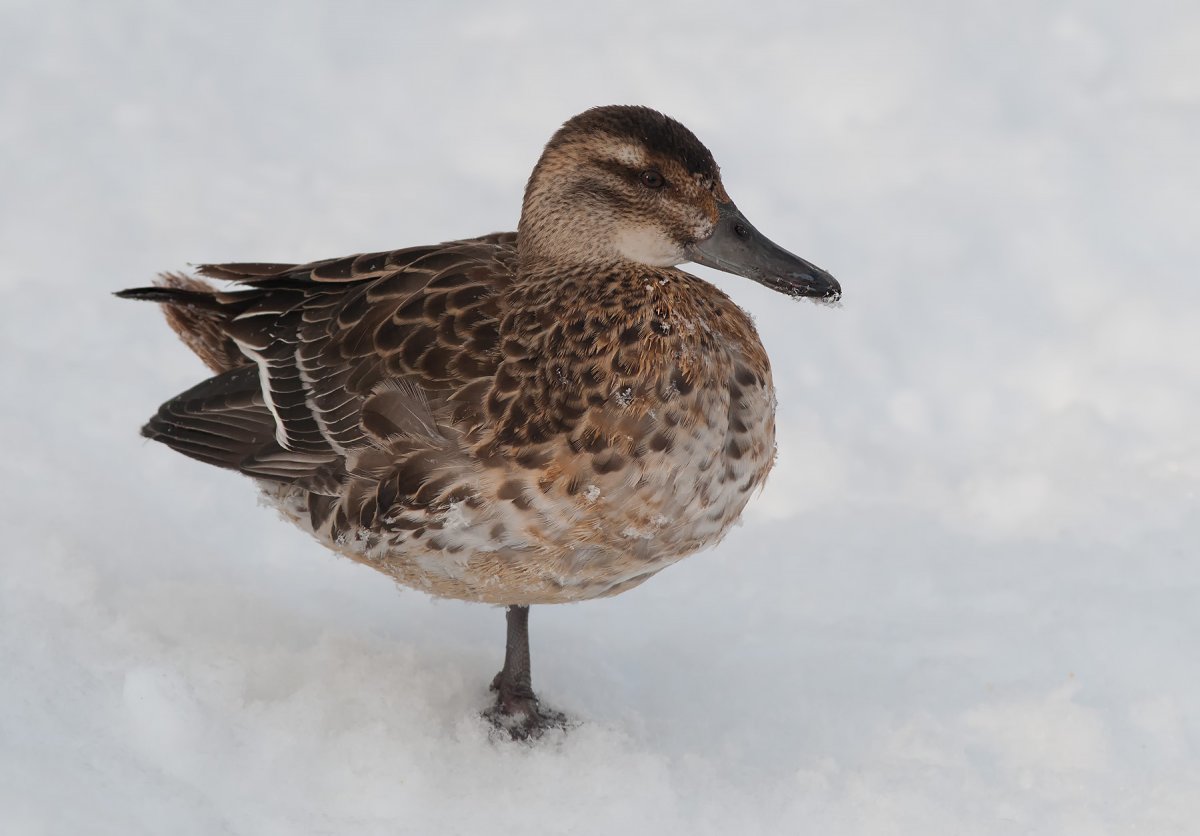 Голубокрылый чирок клюв