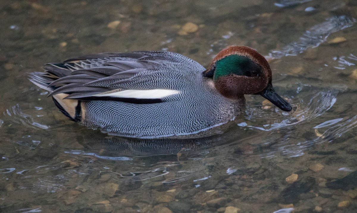 Птицы чирок-свистунок Дагестана
