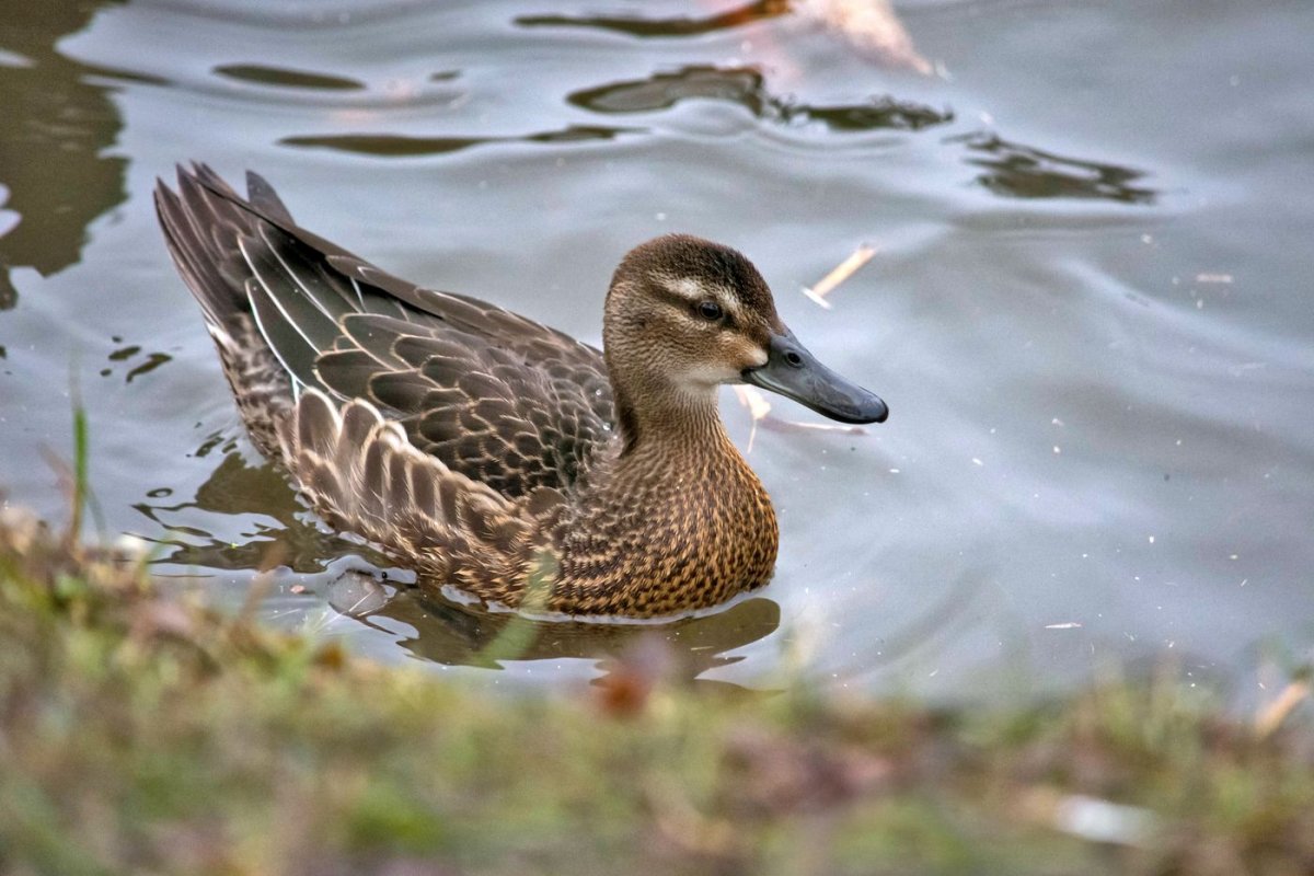 Кряква, чирок,Огарь