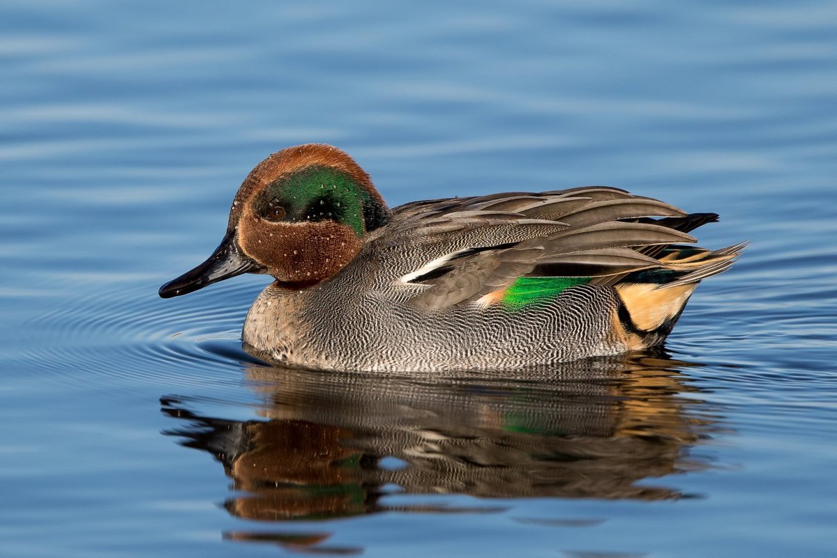 Мраморный чирок