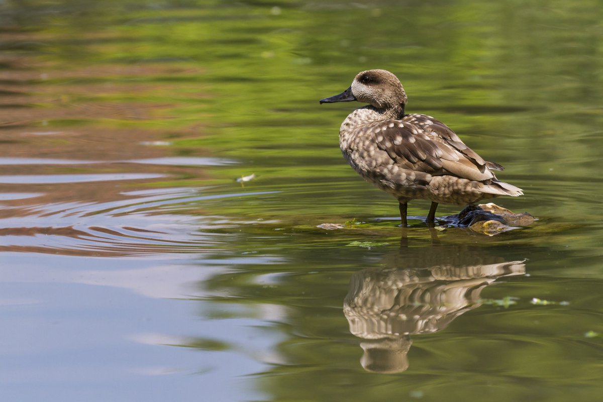 Зеленокрылый чирок