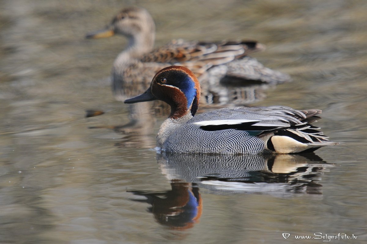 Коричневый чирок