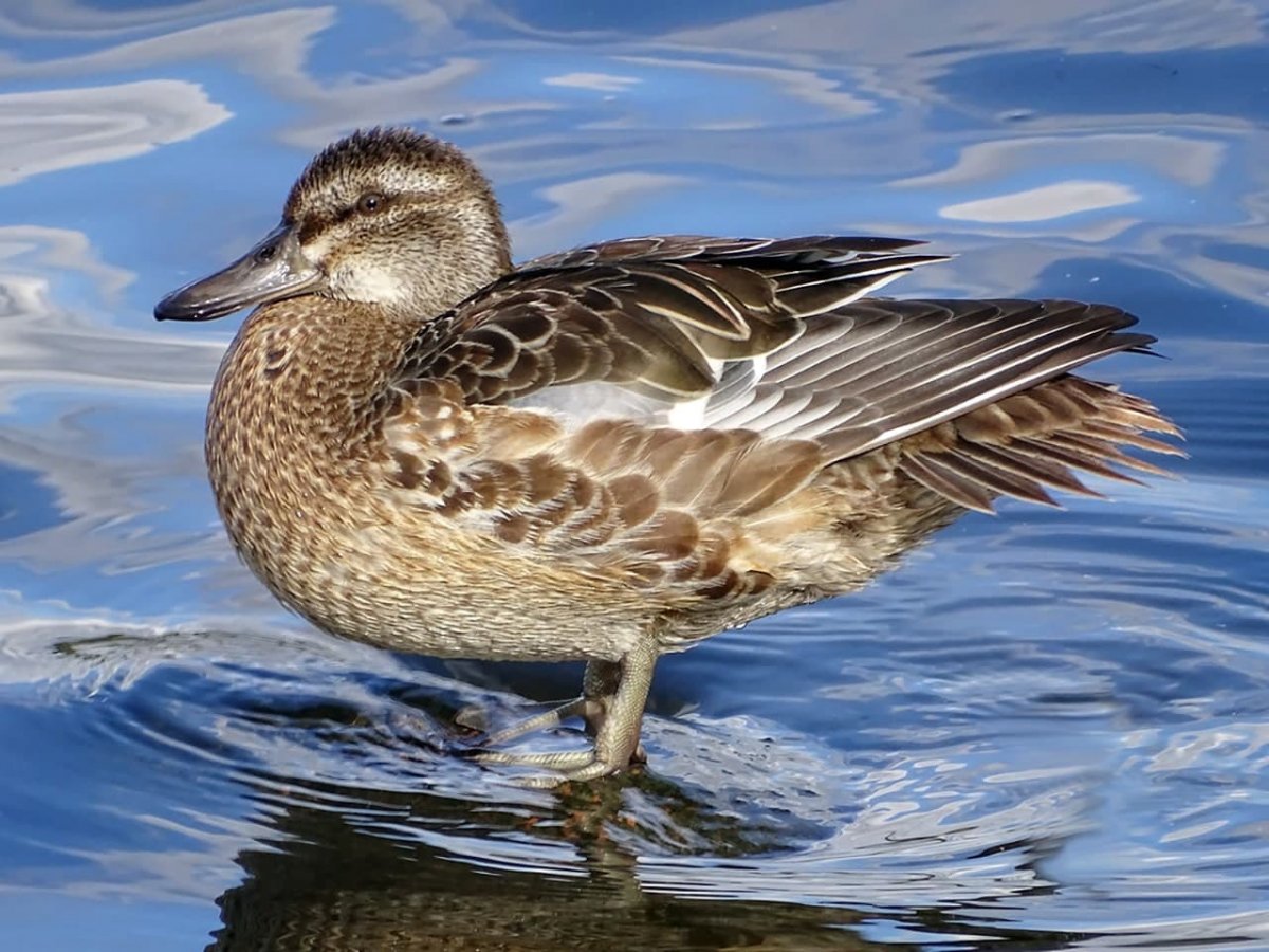 Чирок свистунок гнездо