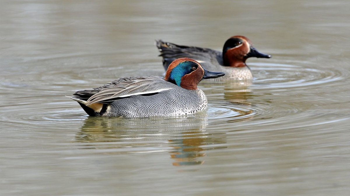 Окрас птицы чирок