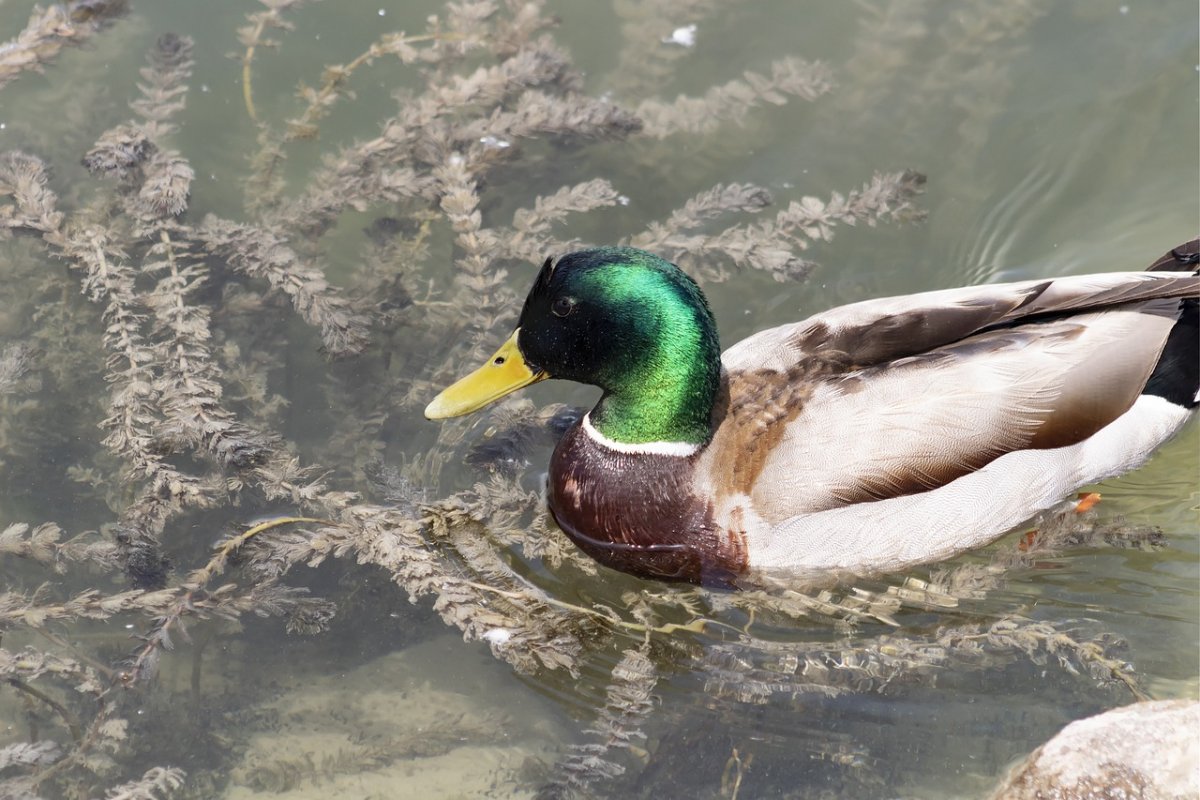 Африканский блестящий чирок