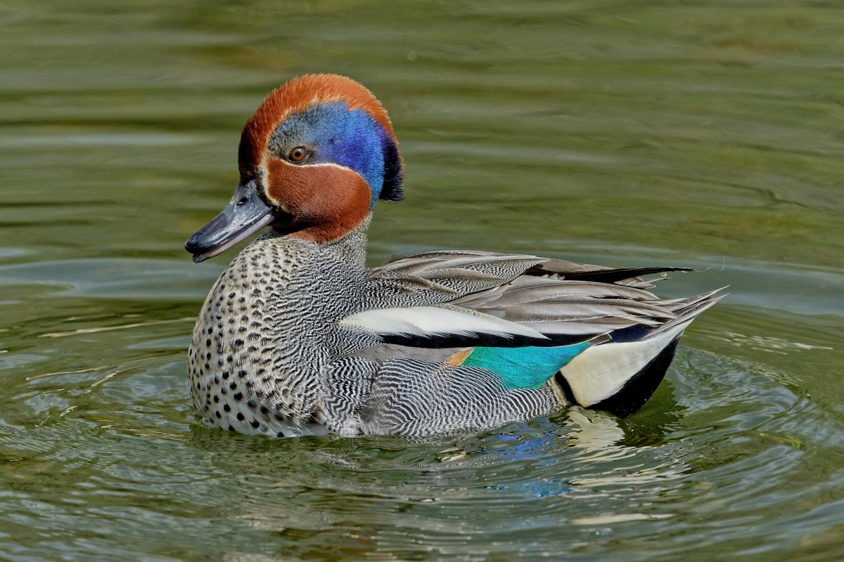 Утка чирок КЛОКТУН