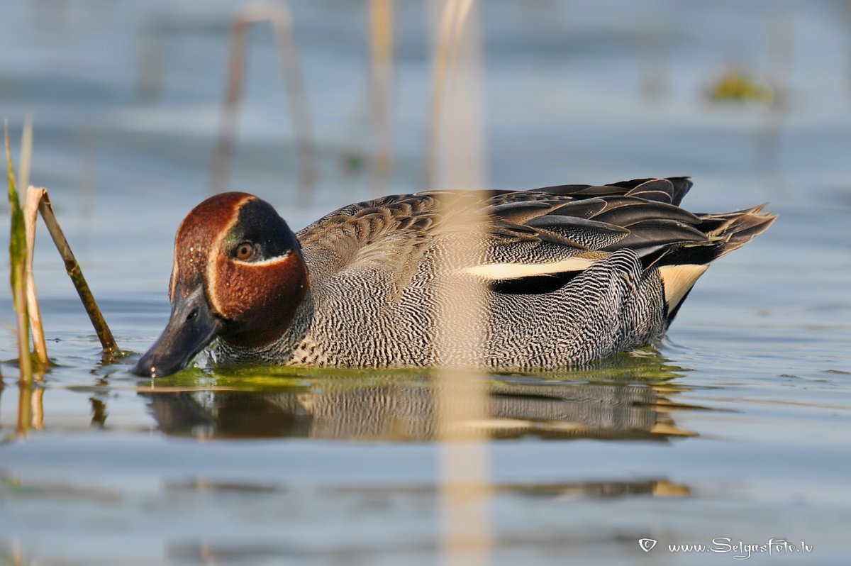 Чирок свистунок гнездо