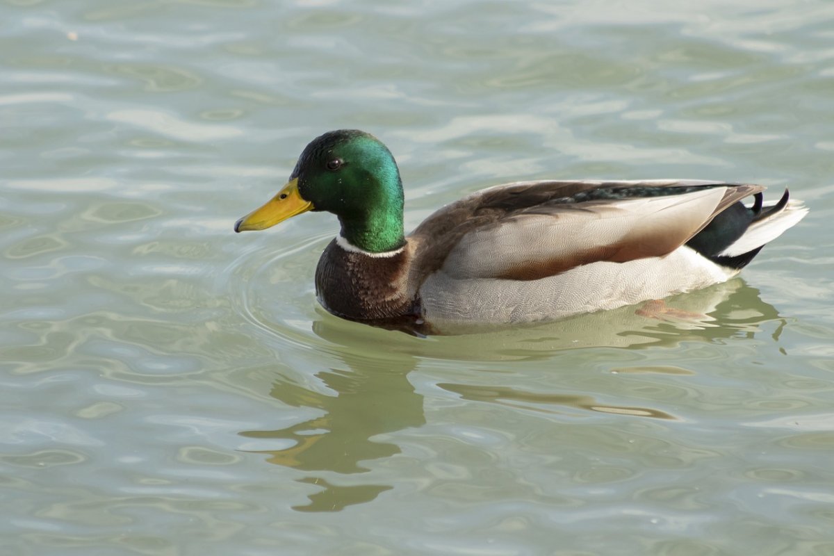 Каштановый чирок